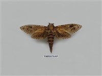 藏品(梟斑蠹蛾)的圖片